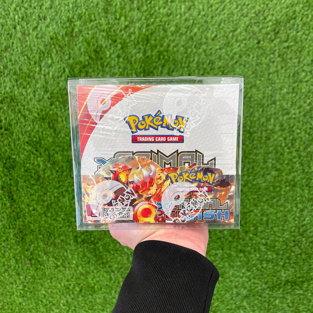 2015 Pokemon XY Primal Clash Booster Box Grail Collectibles AZ 2015 Pokemon XY Primal Clash Booster Box Grail Collectibles AZ